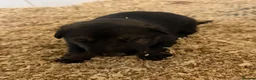 German Shepherd dogs for sale: Working line Czech shepherd puppies  - Advert 9