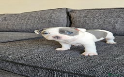 Staffordshire Bull Terrier dogs for sale: Blue&white and white&blue staffie pups - Image 10