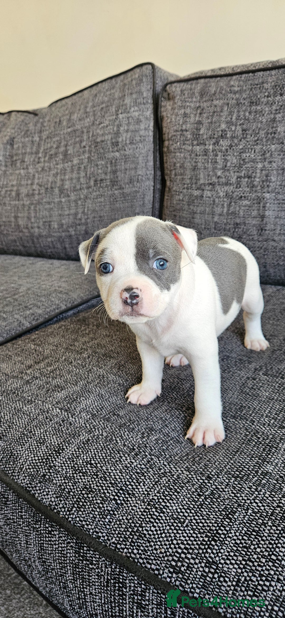 Staffordshire Bull Terrier dogs for sale: Blue&white and white&blue staffie pups - Image 10