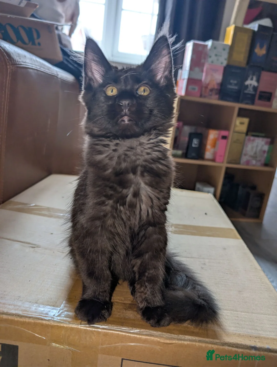 Maine Coon cats for sale: Tica registered mainecoons  - Advert 1