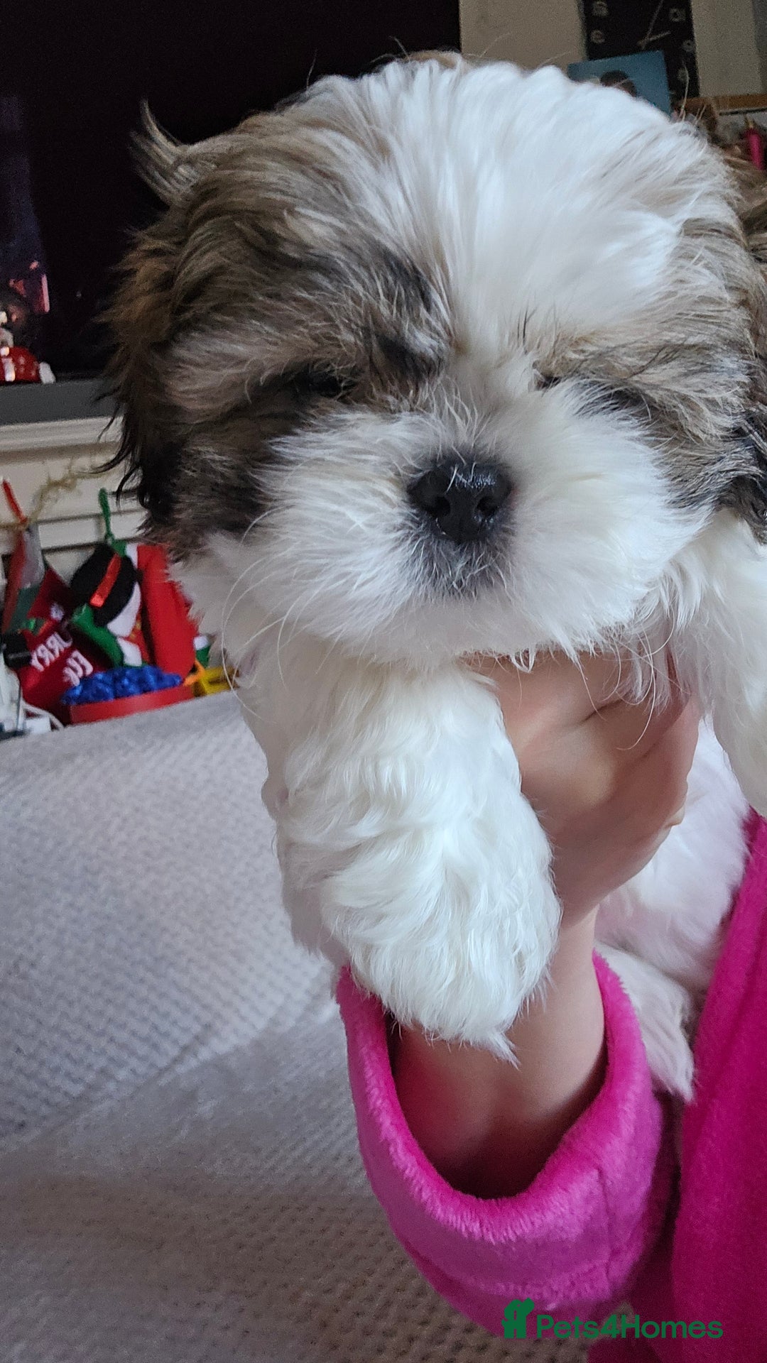 Shih Tzu dogs for sale: Two Shih Tzu female - Advert 10