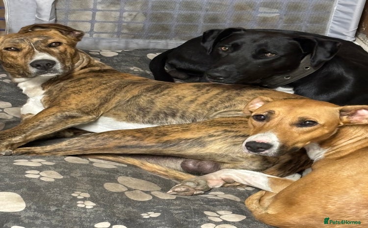 Lurcher dogs - Advert 11