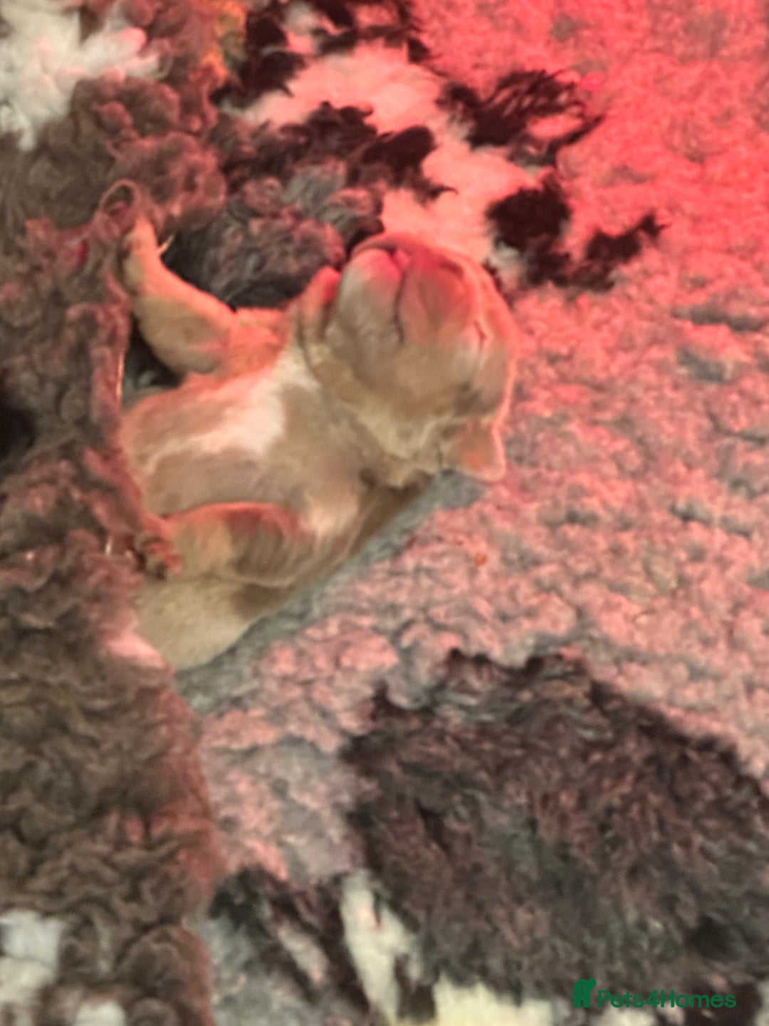 English Bulldog dogs for sale: English bulldog puppies - Image 26