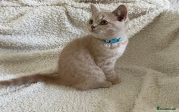 British Shorthair cats for sale: 🩷 READY TO LEAVE NOW British Shorthair Kittens 💙 - Image 7