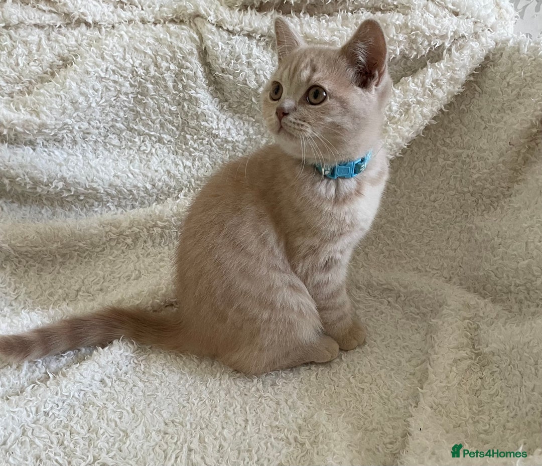 British Shorthair cats for sale: 🩷 READY TO LEAVE NOW British Shorthair Kittens 💙 - Image 7