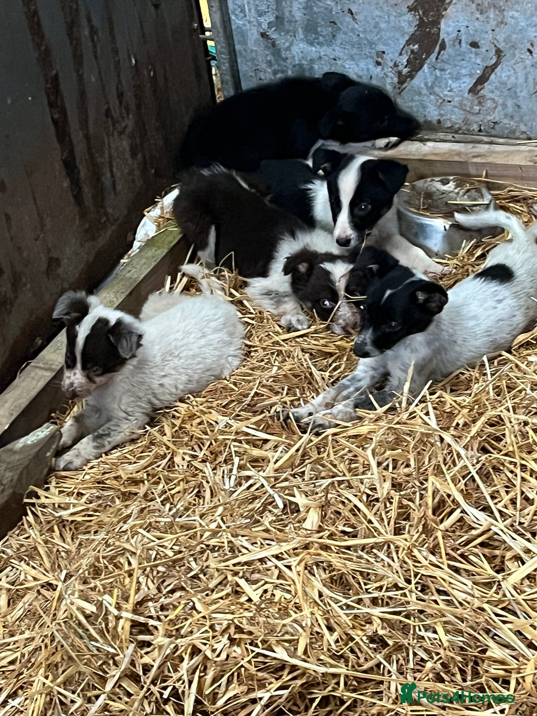 Border Collie dogs for sale: 5beautiful border collie puppies - Image 1