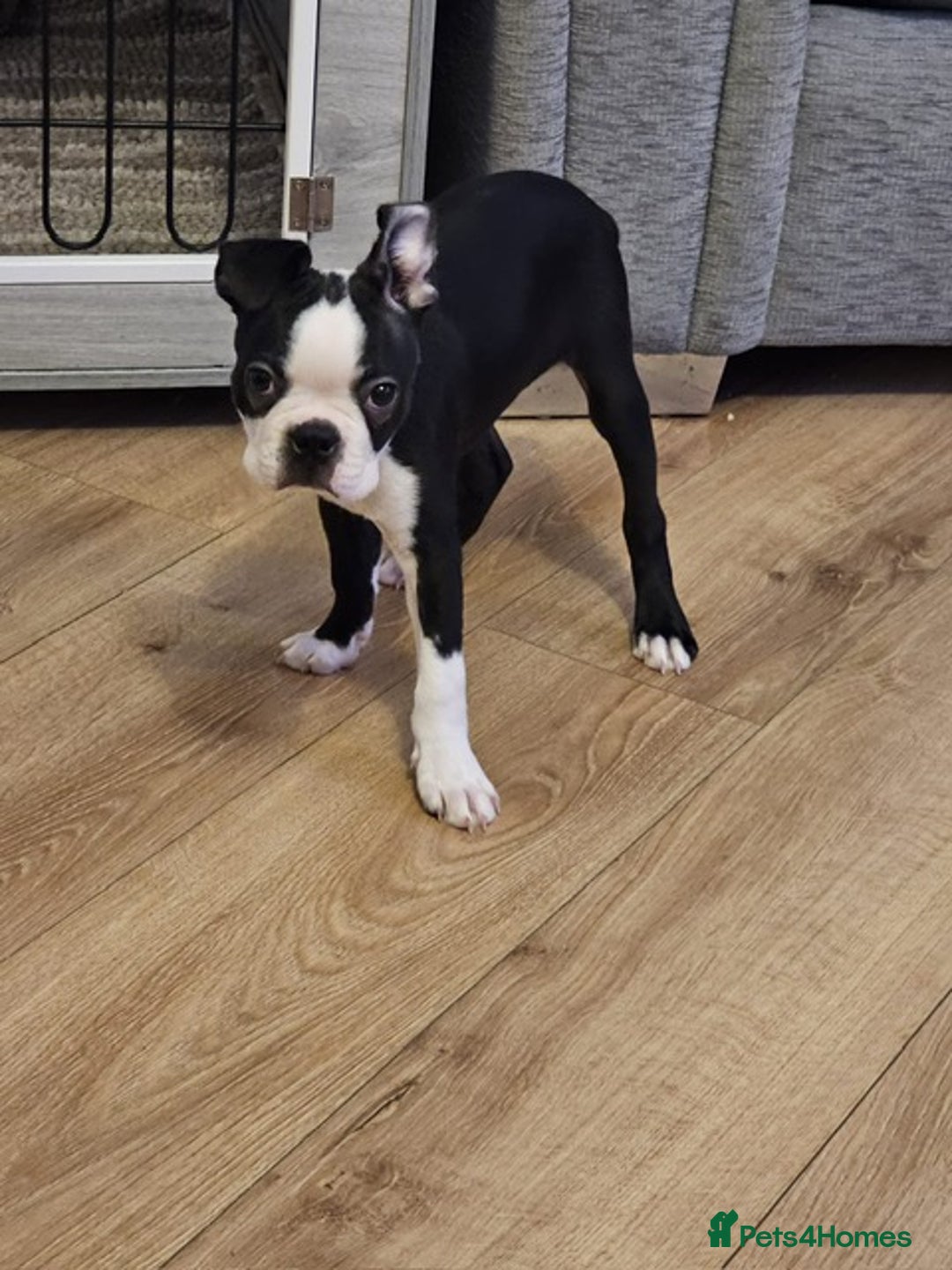 Boston Terrier dogs for sale: Boston Terrier Puppy Ready for His Forever Home - Advert 9