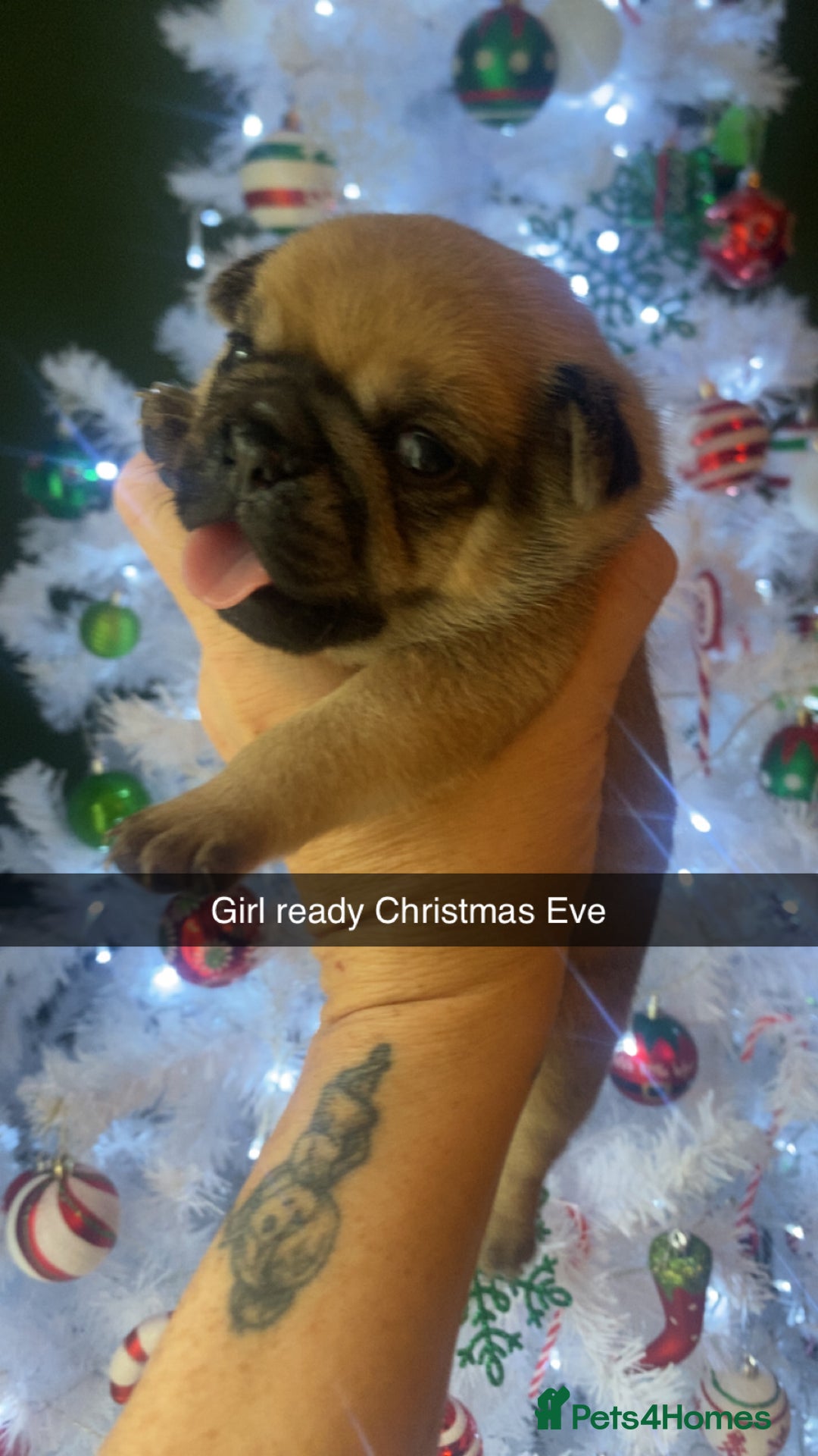 Jug dogs for sale: Jug pups for sale  - Advert 4