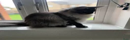 Maine Coon cats for sale: Black smoke polydactyl Maine coone male - Advert 2