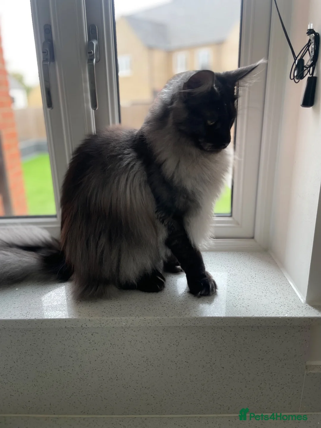 Maine Coon cats for sale: Black smoke polydactyl Maine coone male - Advert 2