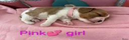Cavalier King Charles Spaniel dogs for sale: Health Tested Cavalier King Charles  - Advert 13