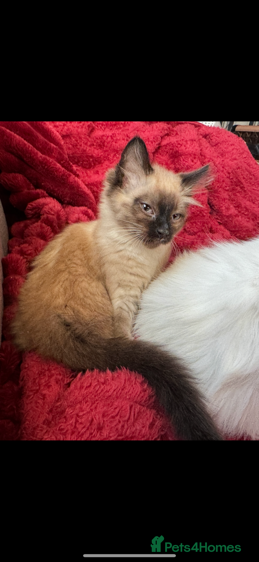 Mixed Breed cats for sale: CURRENTLY RESERVED Female kitten  - Advert 3