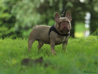 French Bulldog dogs in Norwich - Advert 28