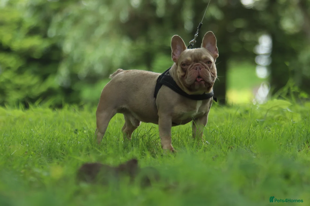 French Bulldog dogs for stud: Small and compact New Shade Isabella  in Norwich - Advert 2