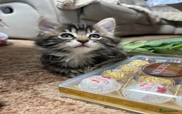 Mixed Breed cats for sale: 🐾 Free Kittens Looking for Loving Homes 🐾 - Image 2