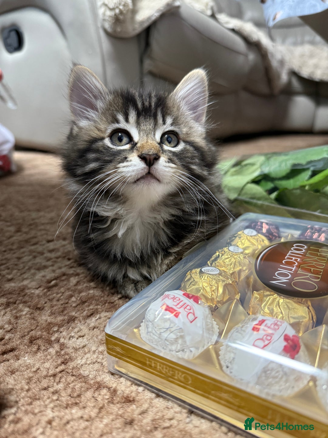 Mixed Breed cats for sale: 🐾 Free Kittens Looking for Loving Homes 🐾 - Image 2