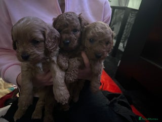 Cavapoo dogs Cavapoo - Advert 1