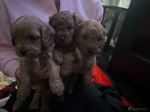 Cavapoo dogs Cavapoo - Advert 1