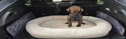 Labrador Retriever dogs for sale: 10 week old female Chocolate Labrador puppy  - Advert 2
