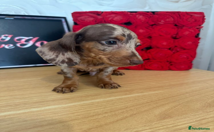 Miniature Dachshund dogs - Advert 12