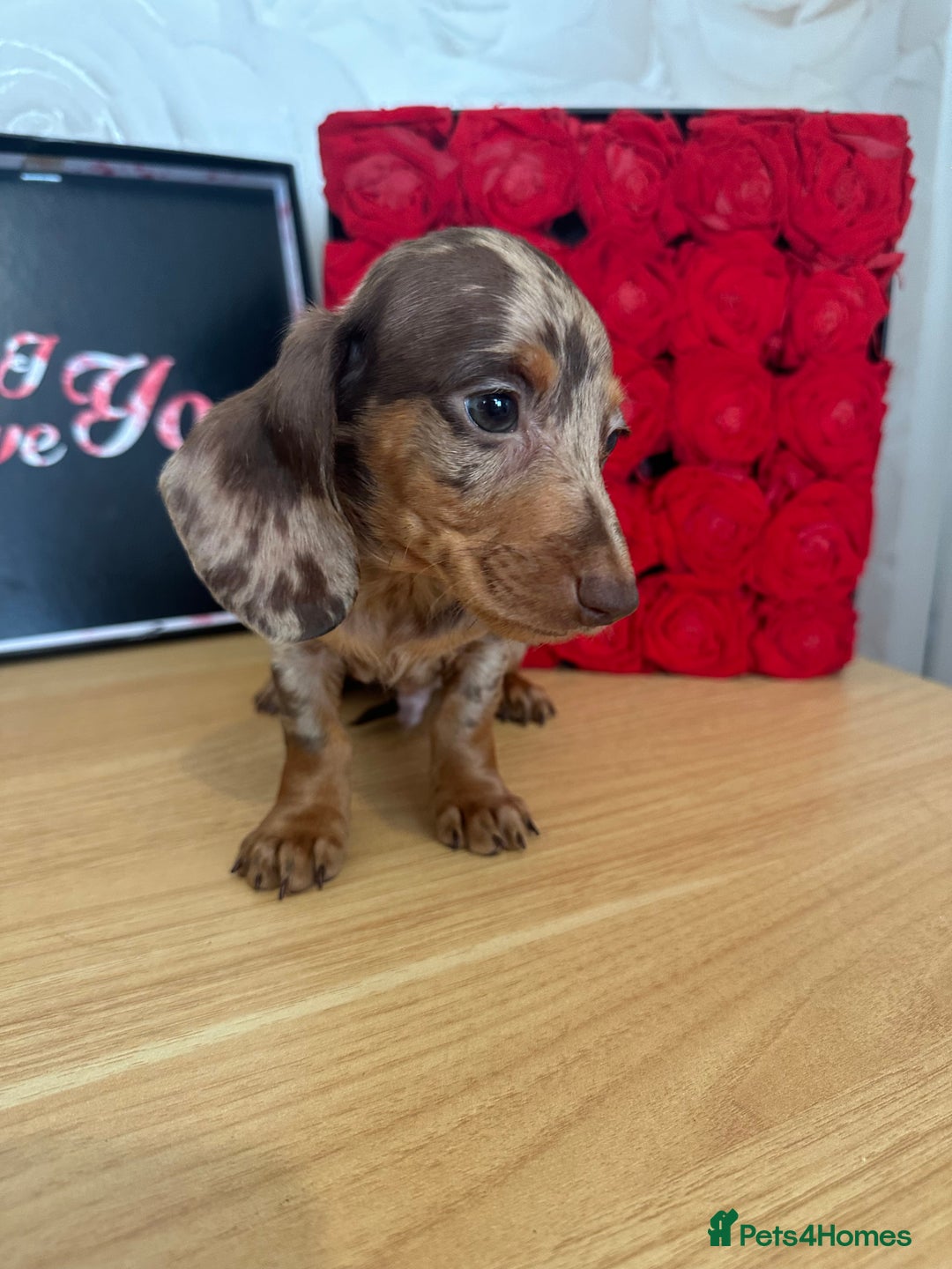 Miniature Dachshund dogs for sale: **Quality Super tiny dachshunds -Ready now - Image 3