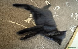 American Shorthair cats for sale: 2 BLACK FEMALE KITTENS FOR SALE - Image 5