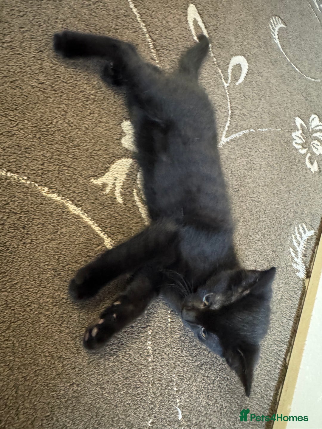 American Shorthair cats for sale: 2 BLACK FEMALE KITTENS FOR SALE - Image 5