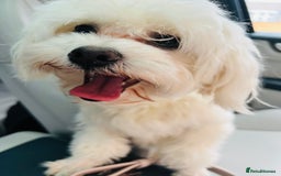 Mixed Breed dogs for sale: Bichon Maltese puppies!!! 3 girls and 1 boy!!! - Image 16
