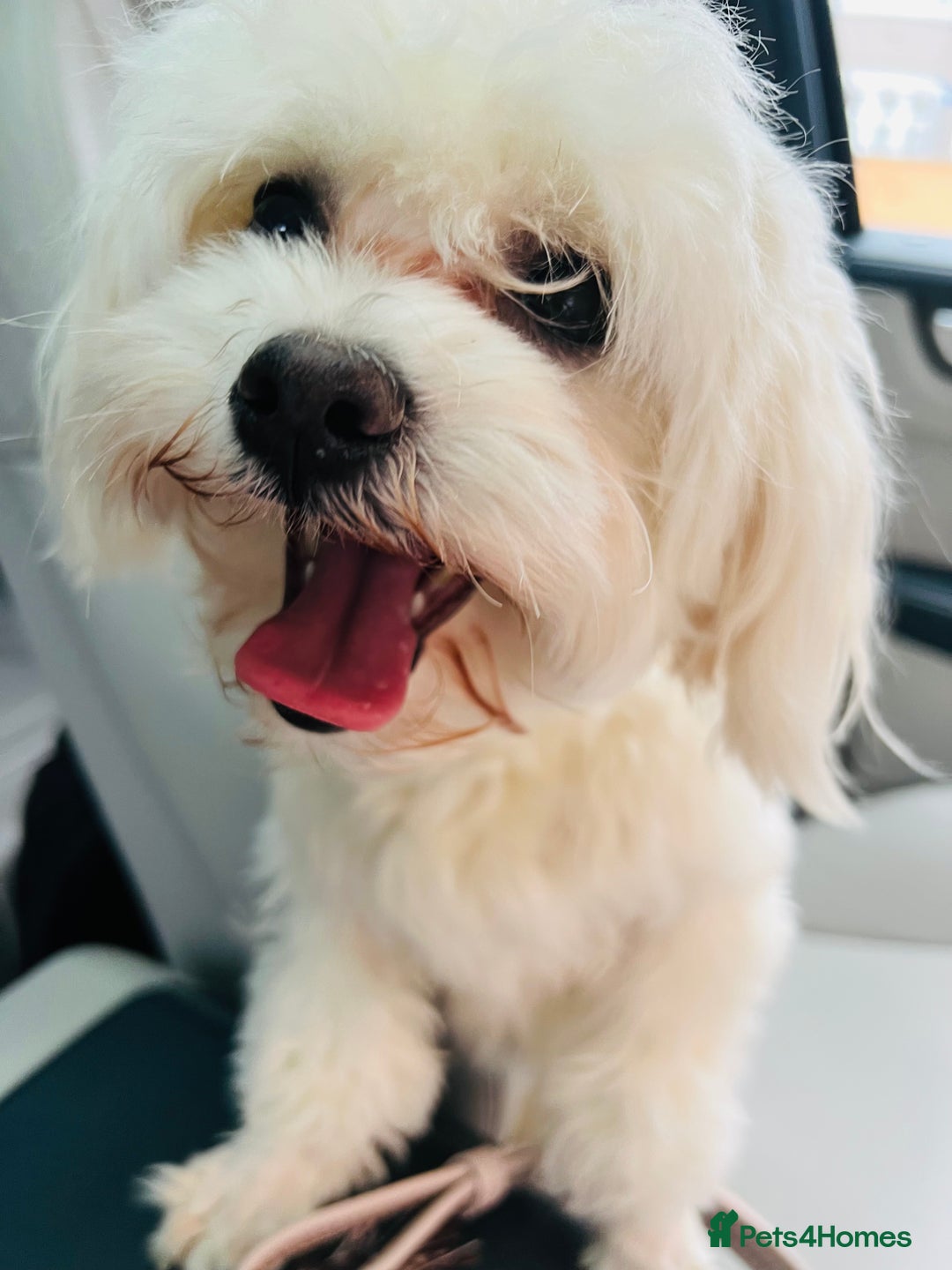 Mixed Breed dogs for sale: Bichon Maltese puppies!!! 3 girls and 1 boy!!! - Image 16