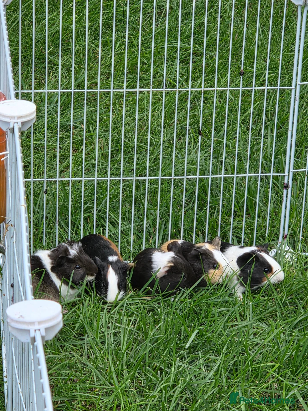 Guinea Pig rodents for sale: Guinea pigs for sale - Advert 1