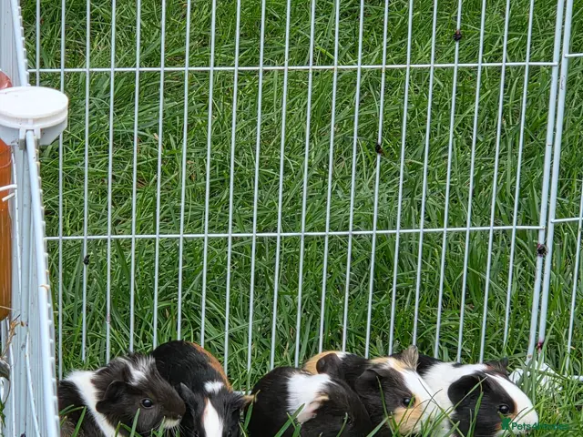Guinea Pig rodents for sale: Guinea pigs for sale - Advert 1