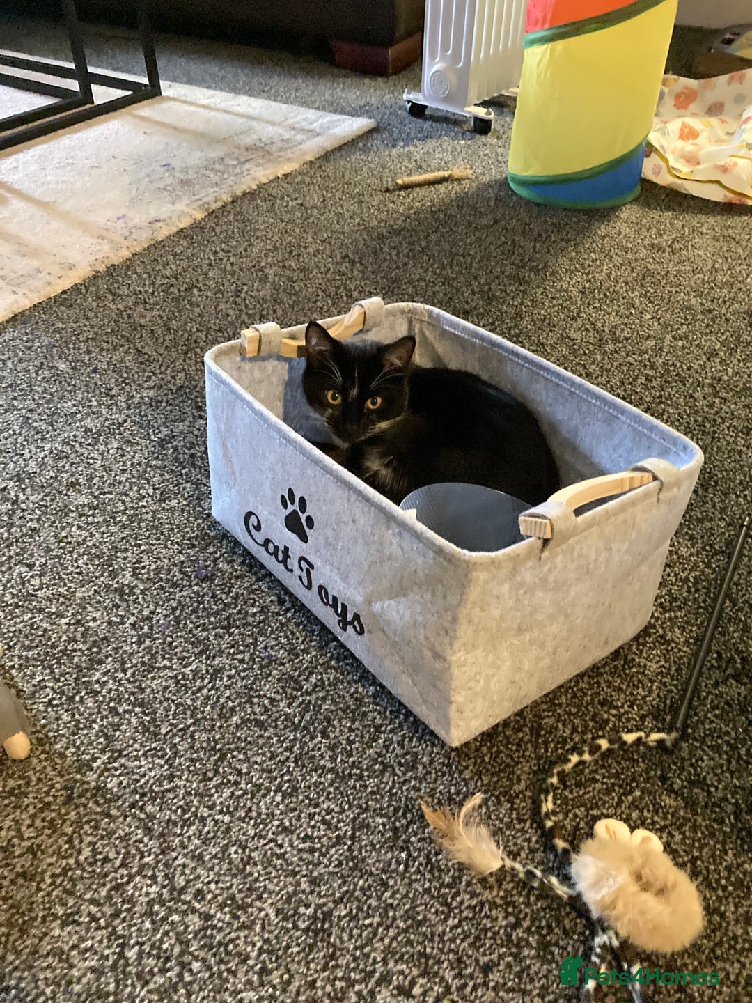 Domestic Shorthair cats for sale: Playful Male Black & White - Advert 5