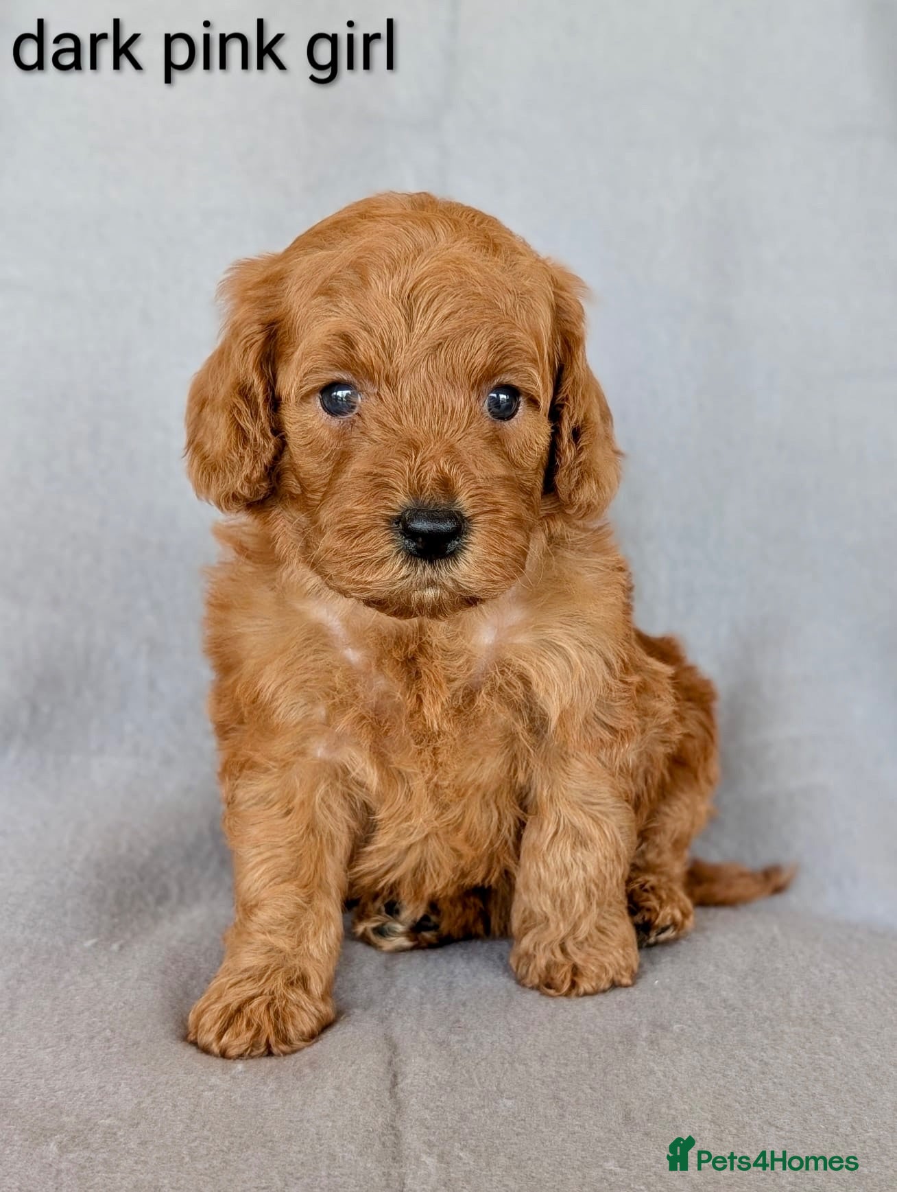 Cockapoo dogs Adorable Cockapoo puppies - Advert 1