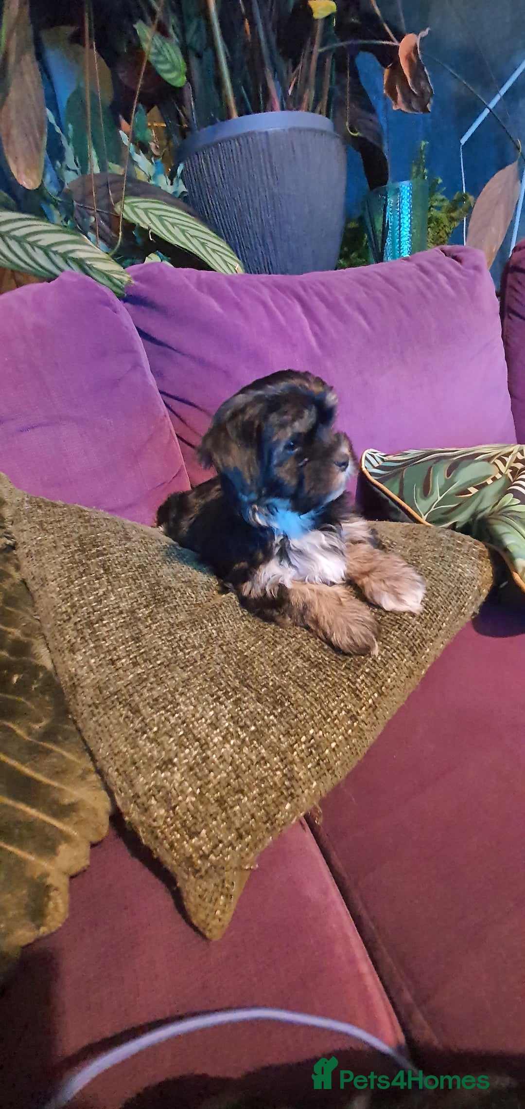 Morkie dogs for sale: ADORABLE MORKI BABIES 🐶 - Advert 3