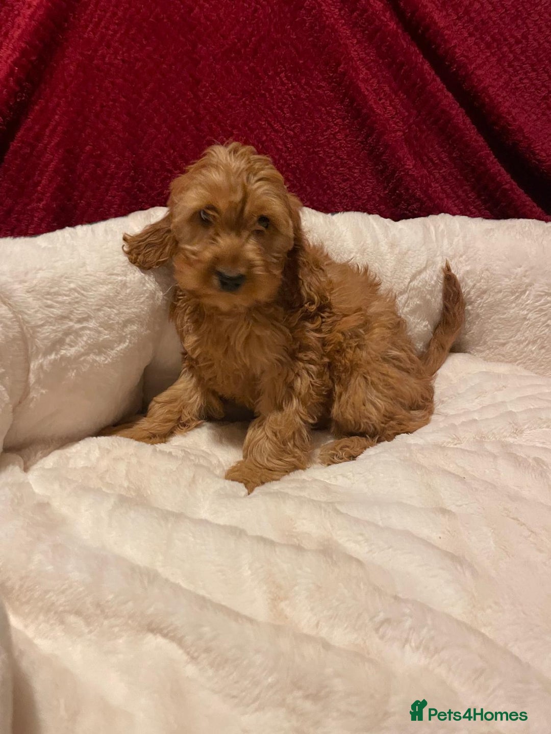 Cavapoo dogs for sale: Cavapoo puppies  - Advert 8