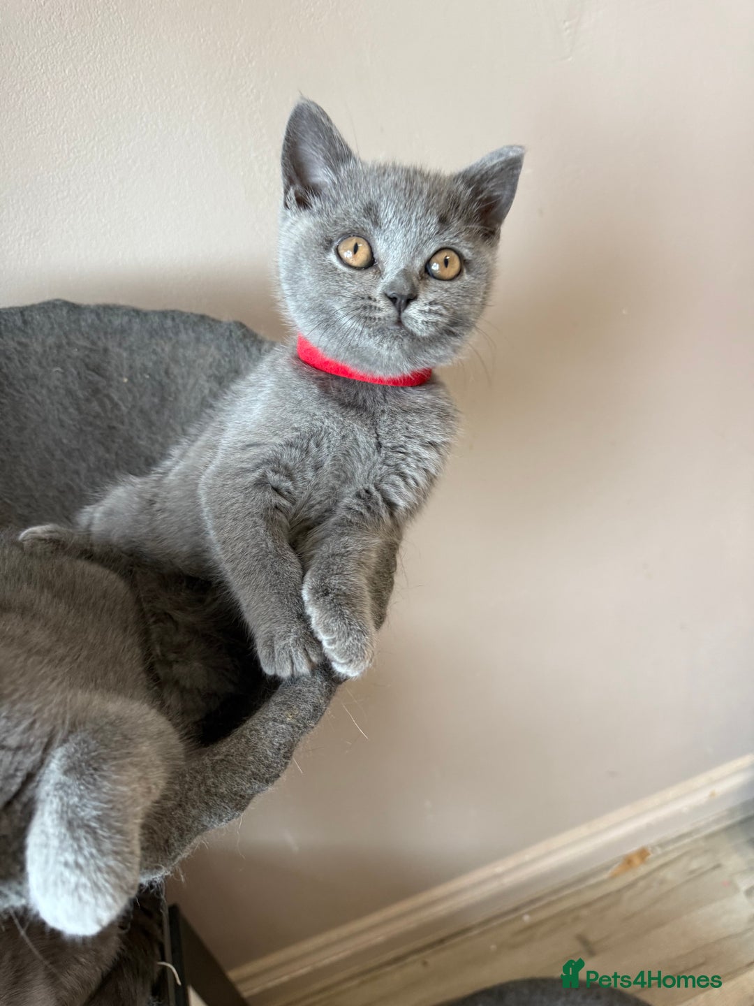 British Shorthair cats for sale: Last pedigree female kitten ready to leave now!! - Advert 4