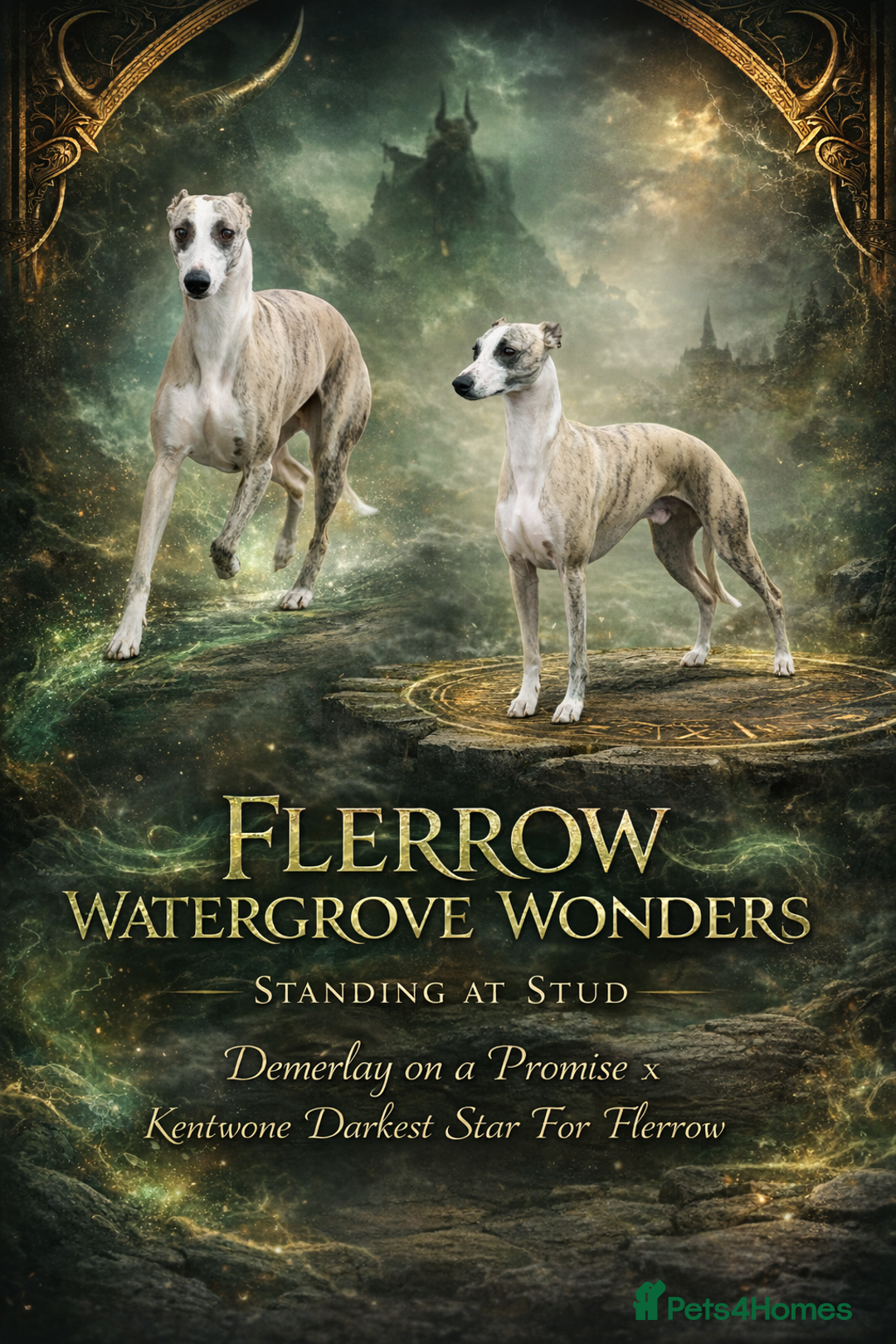 Whippet dogs for stud: Quality Whippet For Stud  - Advert 2