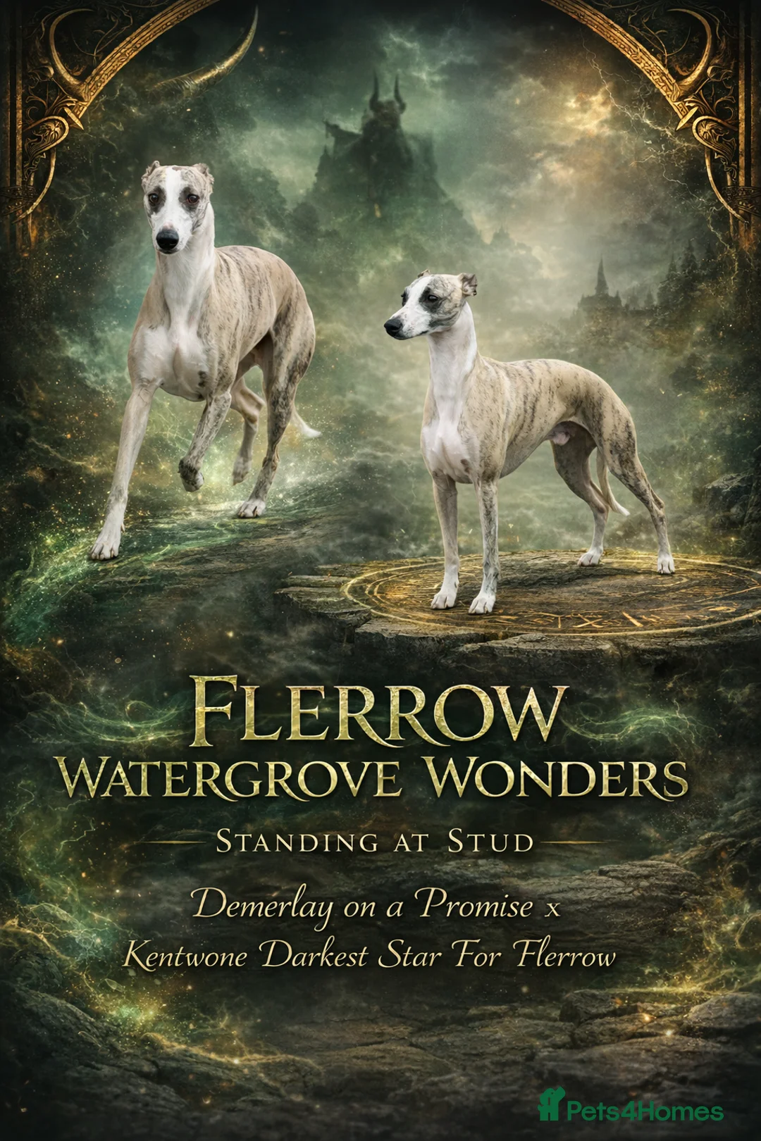 Whippet dogs for stud: Quality Whippet For Stud  - Advert 2