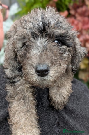 Australian Labradoodle dogs - Advert 2