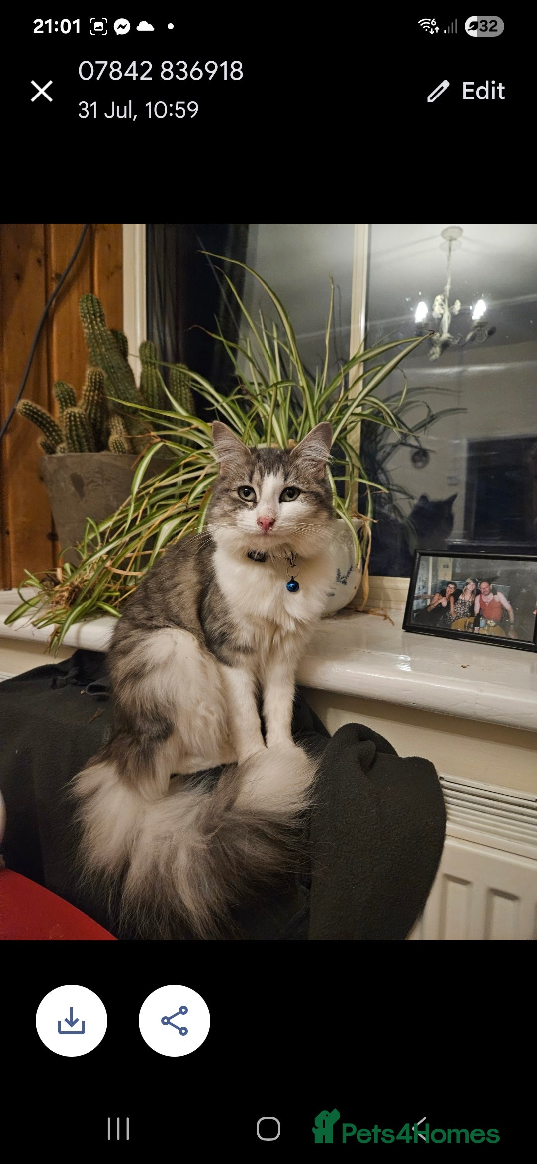 Ragdoll cats for sale: Ragdoll x kittens  - Advert 2