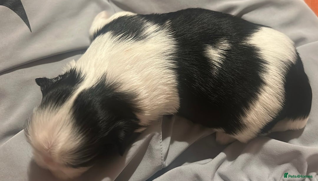 Shih Tzu dogs for sale: ♥️ Adorable Shih Tzu Puppies FoR sALe ♥️ - Image 9