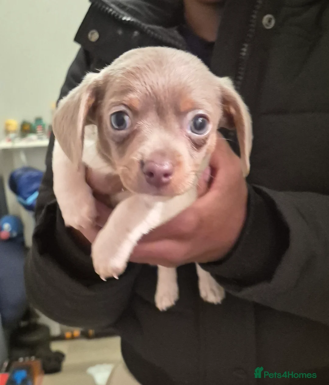 Chiweenie dogs for sale: Our sweet little Milo needs to be re-homed asap in Croydon - Advert 1