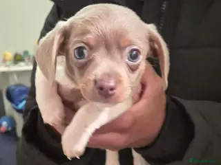 Chiweenie dogs Our sweet little Milo needs to be re-homed asap - Advert 14