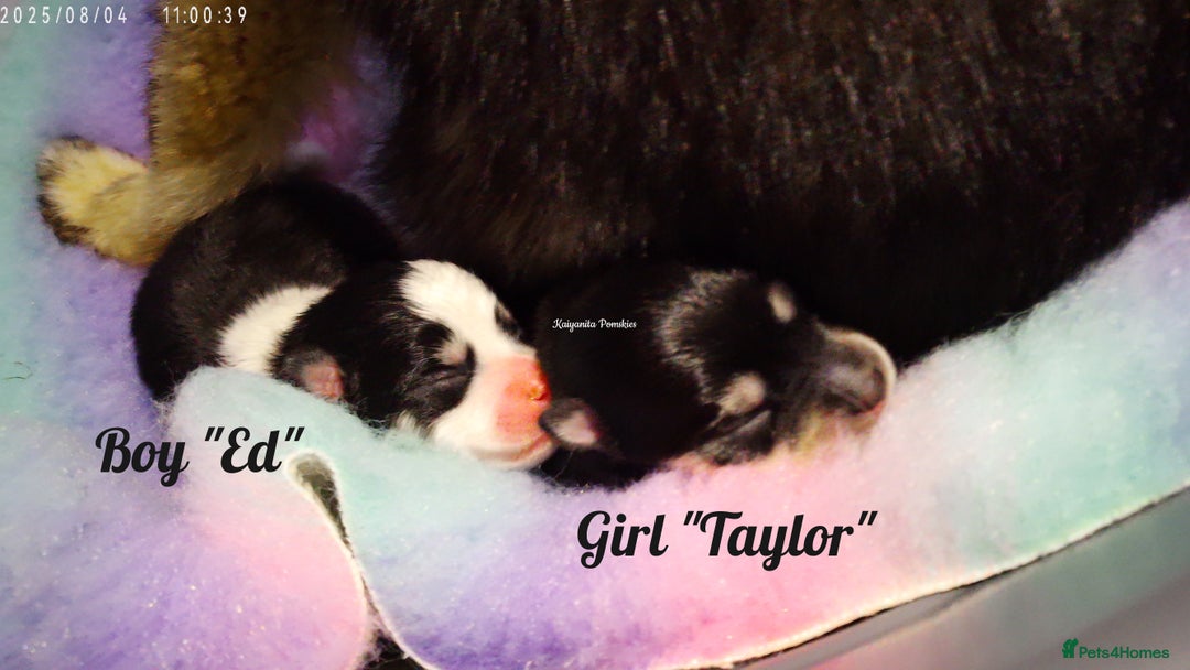 Pomsky dogs for sale: Stunning Pomsky Puppies! Health tested parents.  - Image 8