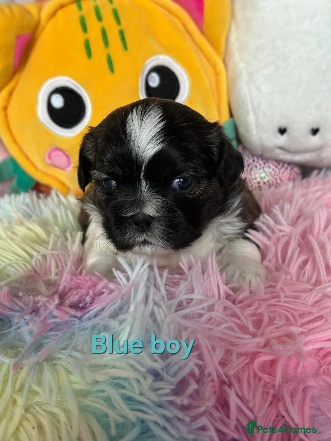 Shih Tzu dogs for sale: 🥰🐾 Adorable Shih Tzu Puppies 🐾🥰 - Advert 2