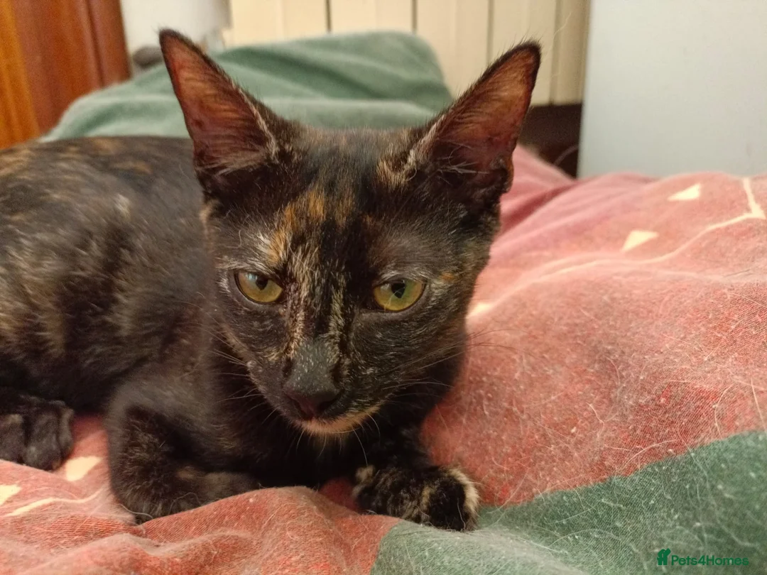 Siamese cats for adoption: RESERVED Siamese cross and Tortoiseshell sisters - Advert 8