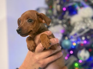 Miniature Pinscher dogs Pure 100% Miniature Pinscher-Licensed Breeder🐾❤️ - Advert 11