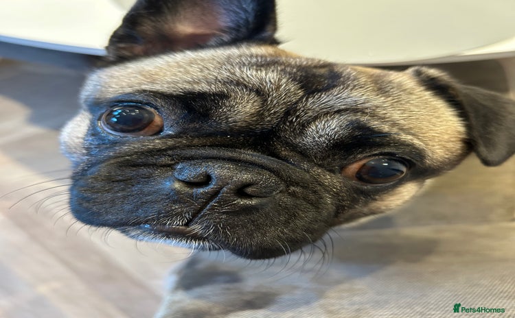 Frug dogs - Advert 4