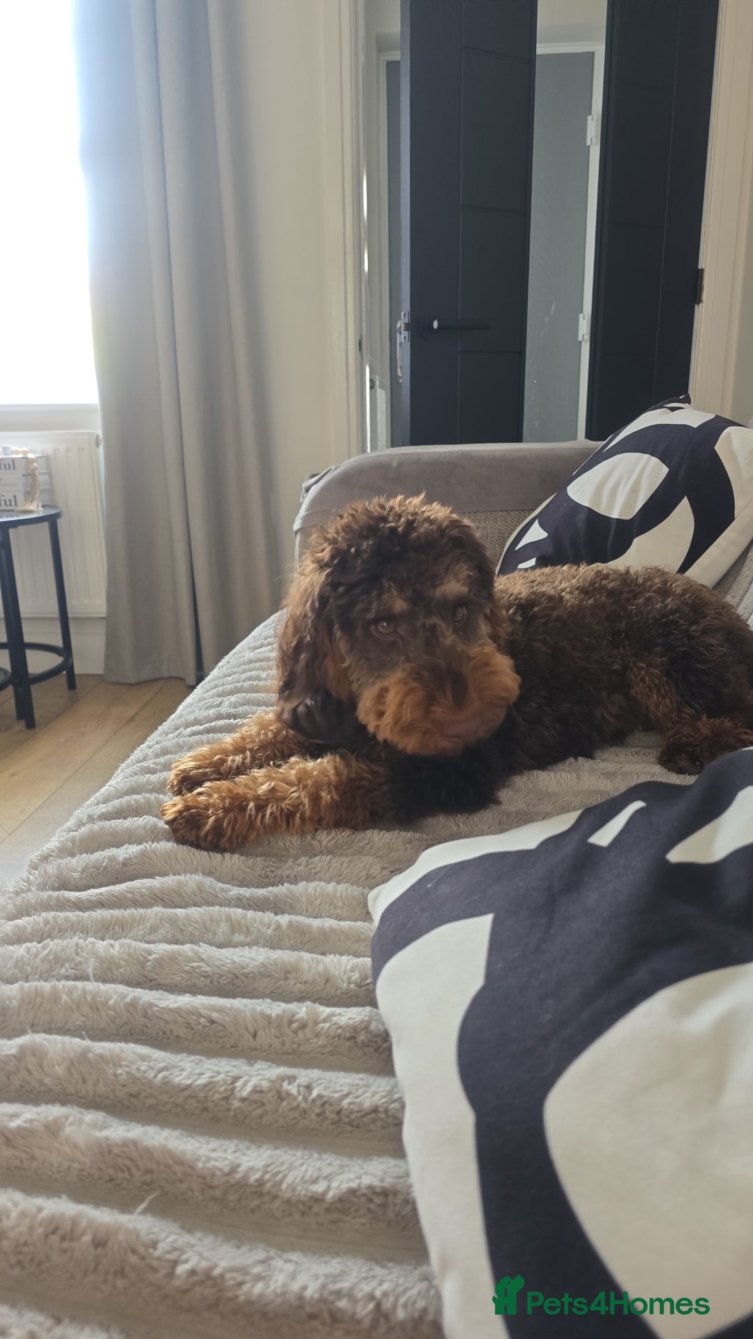 Cockapoo dogs for sale: 7 absolutely adorable cockapoo pups!  - Advert 19