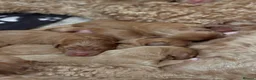 Australian Labradoodle dogs for sale: 🐾❤️ Beautiful Red Labradoodle puppies ❤️🐾 - Advert 3